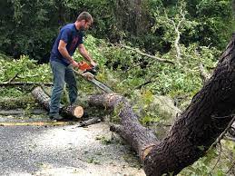 How Our Tree Care Process Works  in  Wheelersburg, OH