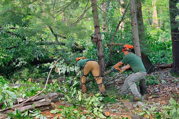 Seasonal Cleanup (Spring/Fall) in Wheelersburg, OH