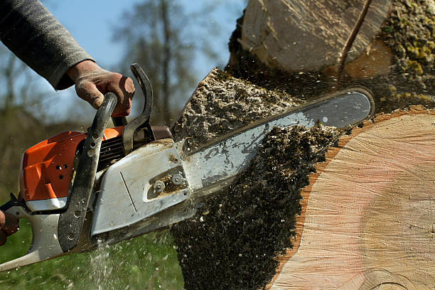 Professional Tree Care Services in Wheelersburg, OH